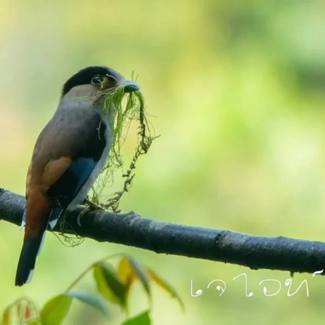 Silver Breasted Broadbill in Nam Et-Phou Loeuy National Park. 

Photo by: Jay White

#birdwatching #birdsofasia #nametphouloueynationalpark #trekkinglaos #laonationalparks #laossimplybeautiful #birds #broadbill #ecotourismlaos #ecotourism #wildlifephotography #birdphotography