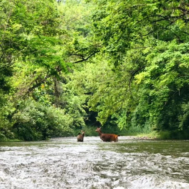 Sambar Deer on Nam Nern River in @nametphouloueynationalpark 💚🦌

🌳🌳🌳🌳🌳🌳🌳🌳🌳🌳🌳🌳🌳🌳🌳🌳🌳

#ecotourism #laos #wildlifephotography #wildlife #nationalpark #animaladdict #travellife #jungle #safari #nature #luangprabang #laostrip #safari #seasia #animals #protectwildlife #neverstopexploring  @explorelaos #travel #traveladdict #tour @laostourism #responsibletravel #sustainabletravel #outdoors #explore #laothiaolao #experien #mekongmoments #nationalparkslaos #NamEtPhouLouey #namnernnightsafari #discoverlaostoday